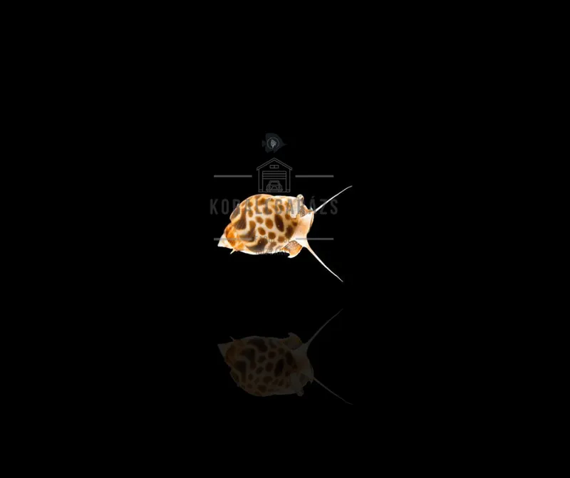 Babylonia Zeylanica